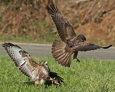 Common Buzzard