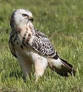 Common Buzzard