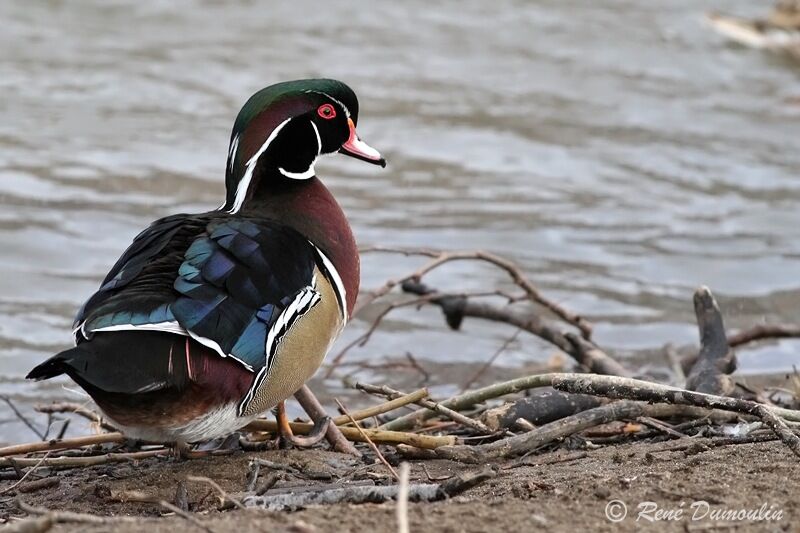 Canard carolin mâle adulte, identification