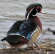 Wood Duck