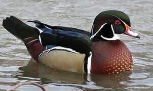 Wood Duck