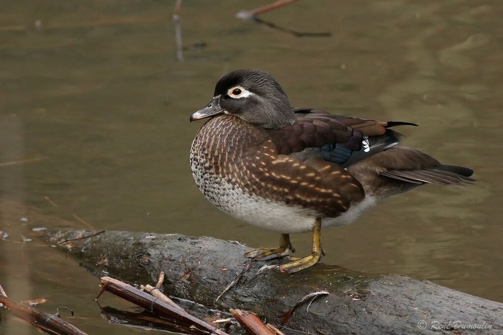 Canard carolin femelle adulte, identification