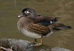 Wood Duck