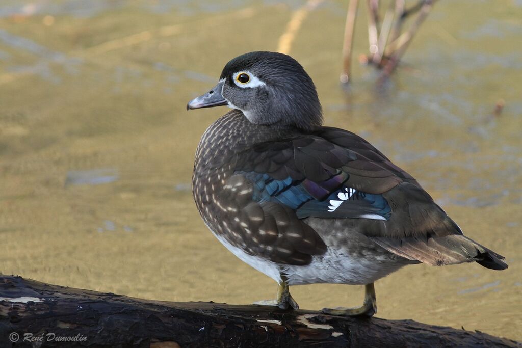 Canard carolin femelle adulte, identification