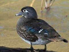 Wood Duck