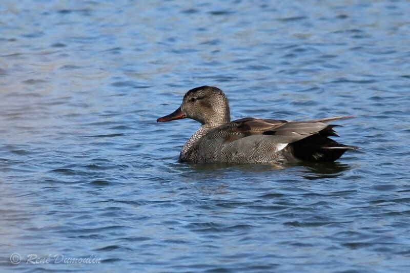 Gadwall male adult breeding, identification