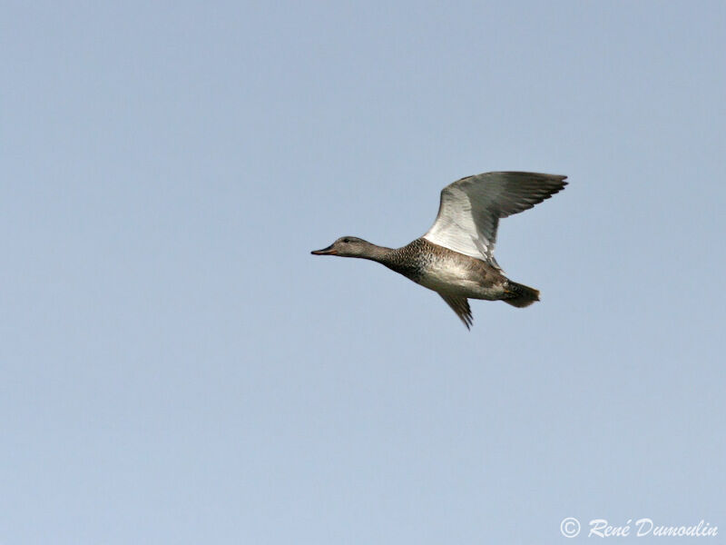 Gadwall male adult