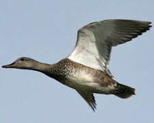 Gadwall