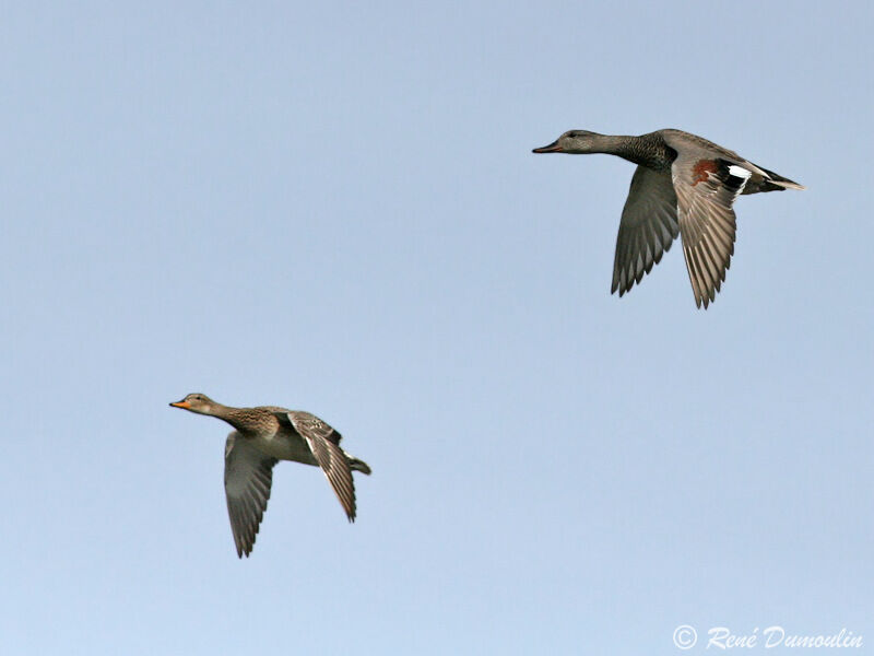 Canard chipeau adulte