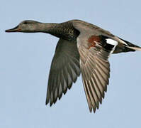 Gadwall