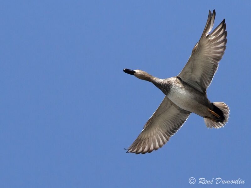 Gadwall male adult, Flight