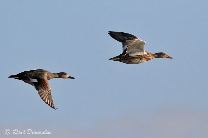 Canard chipeau adulte, Vol