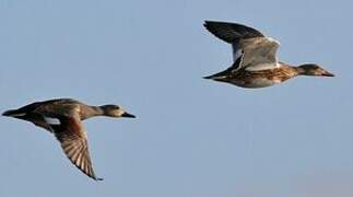 Gadwall