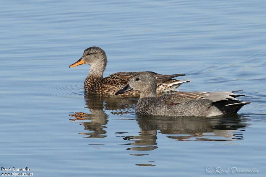 Canard chipeauadulte nuptial