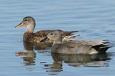 Canard chipeau