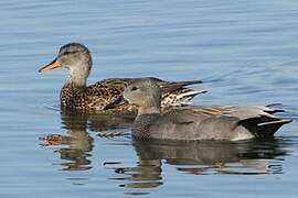 Canard chipeau