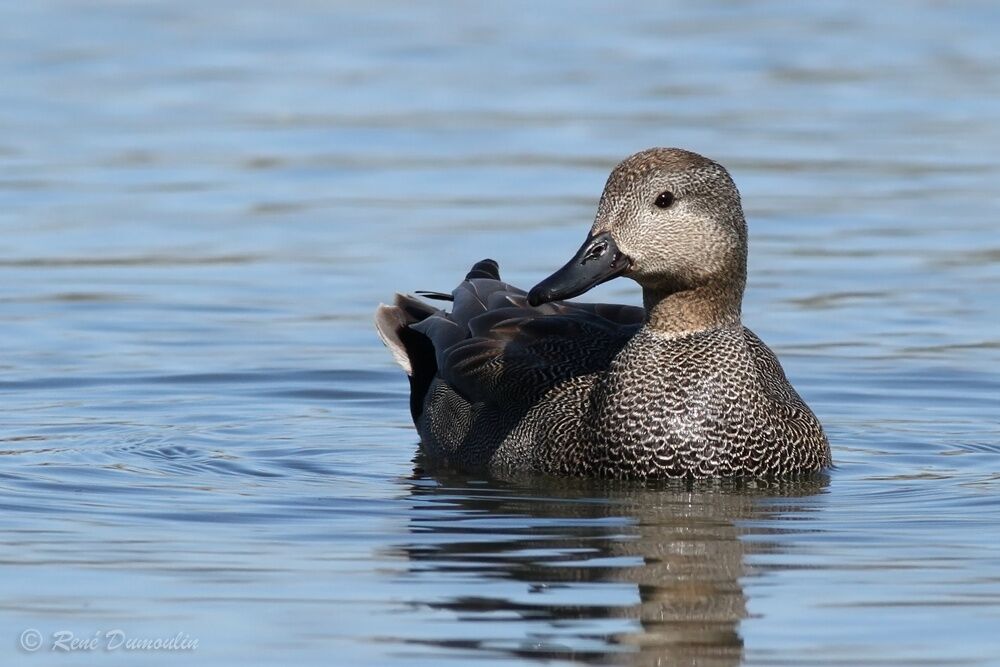 Gadwall male adult breeding, identification