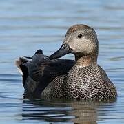 Gadwall