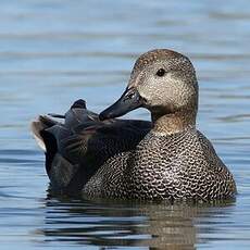 Canard chipeau