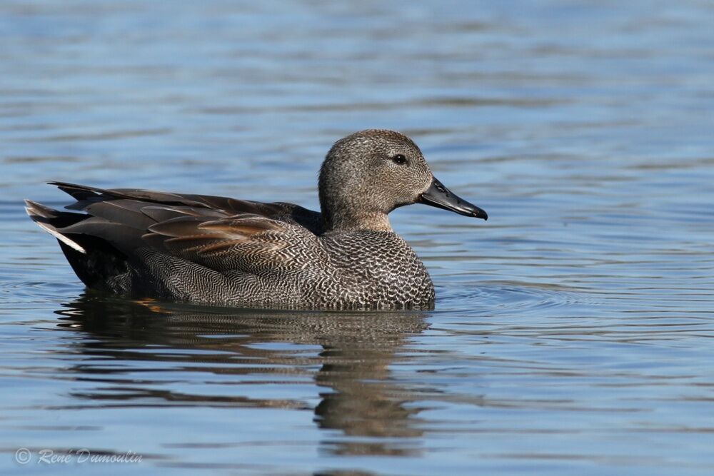 Canard chipeau mâle adulte nuptial, identification