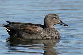 Gadwall