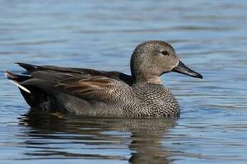 Canard chipeau