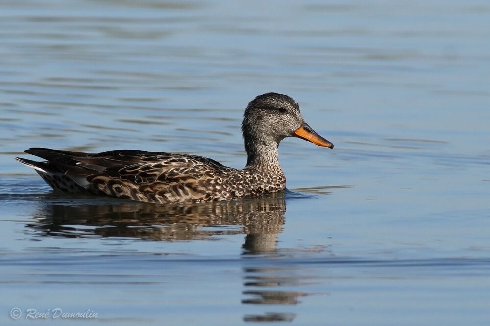 Canard chipeau femelle adulte, identification