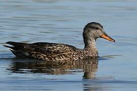 Gadwall