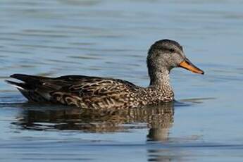 Canard chipeau