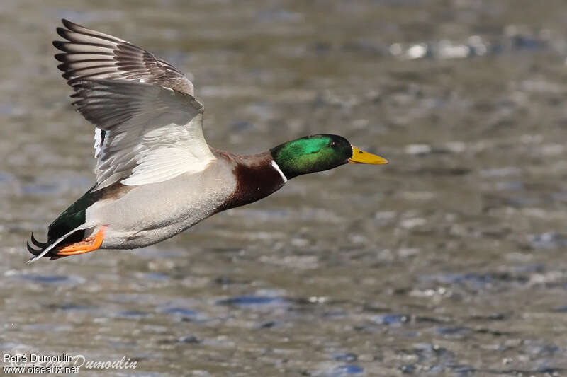 Mallard male adult breeding, pigmentation, Flight