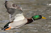 Canard colvert