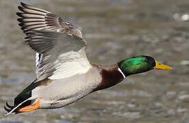 Mallard