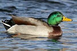 Canard colvert