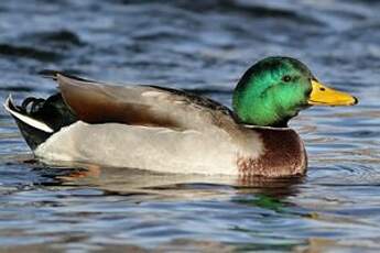 Canard colvert