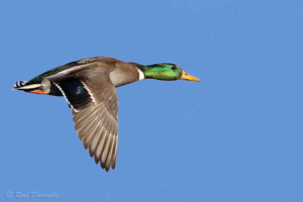 Canard colvert mâle adulte nuptial, Vol