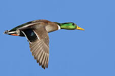 Canard colvert