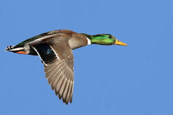 Canard colvert