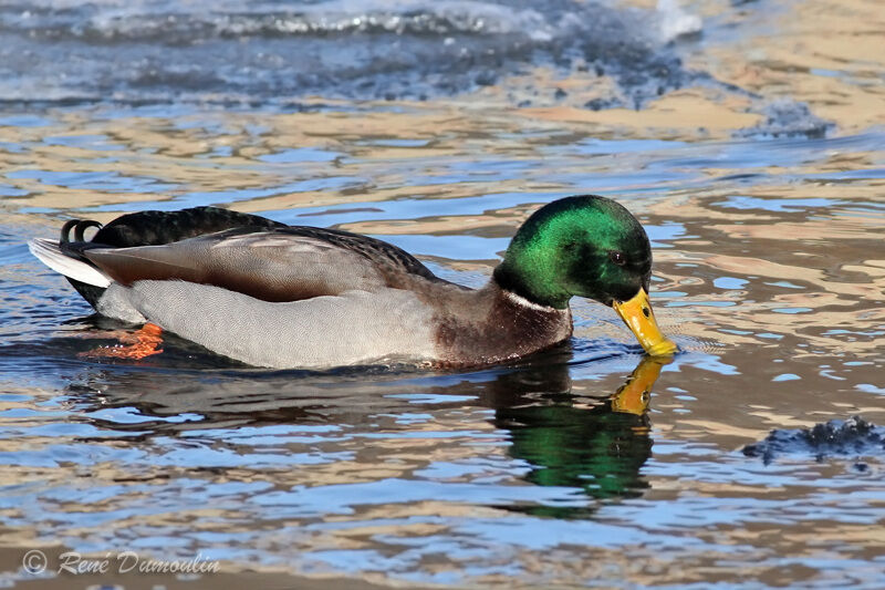 Canard colvert mâle adulte nuptial