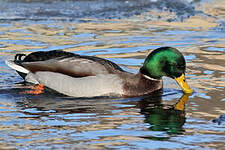 Canard colvert