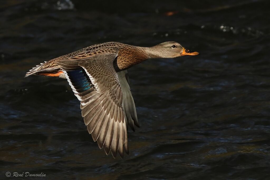 Canard colvert femelle adulte nuptial, Vol