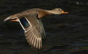 Canard colvert