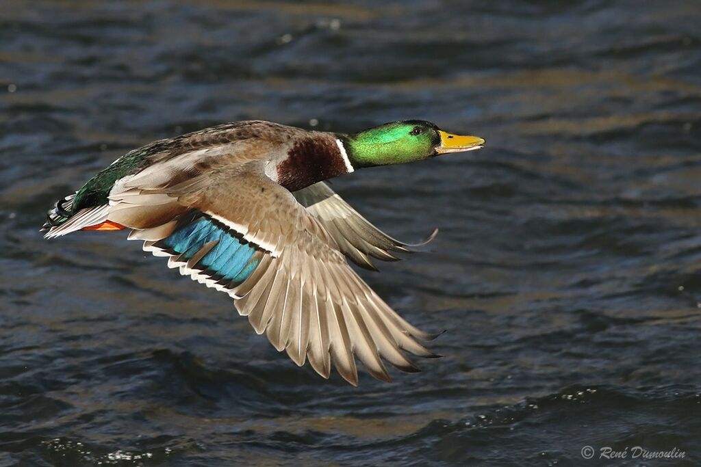 Mallard male adult breeding, Flight