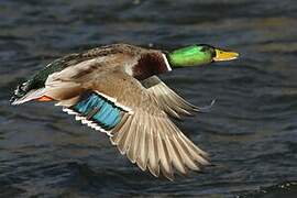 Mallard