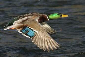 Canard colvert