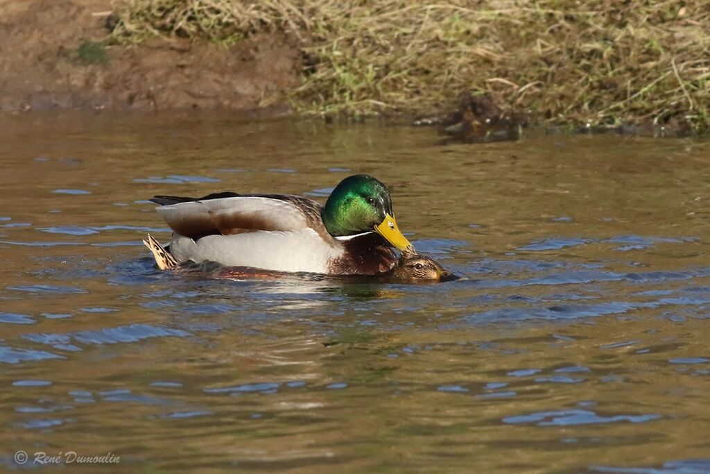 Canard colvertadulte nuptial, accouplement.