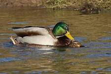 Canard colvert