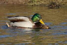 Mallard