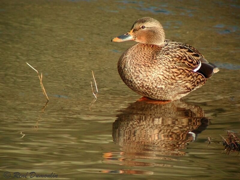 Canard colvert