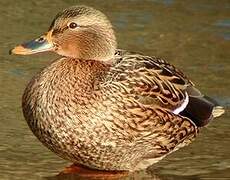 Mallard