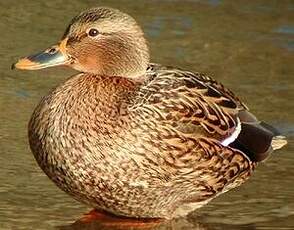 Canard colvert